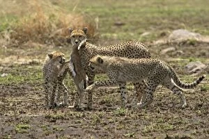 Images Dated 19th August 2003: Cheetah - Adult with young and kill
