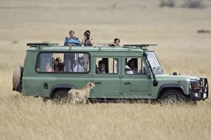 Cheetah - approaching tourist vehicle