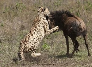Images Dated 22nd December 2010: Cheetah - attacking Common Wildebeest (Connochaetes)