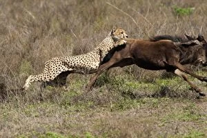 Images Dated 22nd December 2010: Cheetah - attacking Common Wildebeest (Connochaetes)