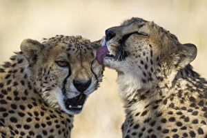 Acinonyx Jubatus Gallery: Cheetah - two brothers - grooming - photographed