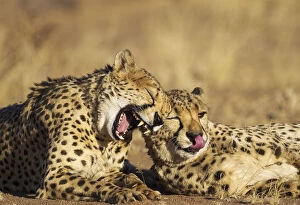 Acinonyx Jubatus Gallery: Cheetah - two brothers - grooming and yawning