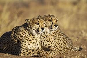 Acinonyx Jubatus Gallery: Cheetah - two brothers - resting - photographed