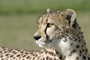 Images Dated 28th October 2003: Cheetah Cape Province, South Africa