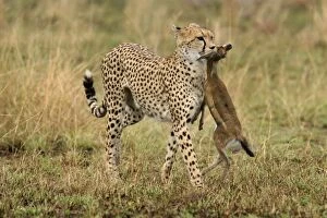 Images Dated 21st August 2003: Cheetah - carrying prey