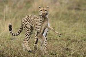 Cheetah - carrying prey