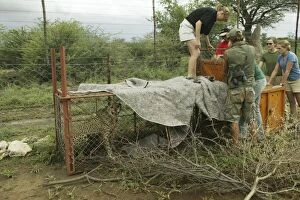 Images Dated 6th January 2004: Cheetah - caught in cage