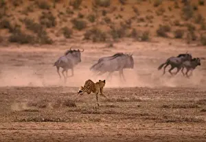 Pursuit Prints: Cheetah chases Wildebeest / Gnu. Kalahari Gemsbok Park, South Africa
