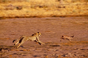 Steenboks Collection: Cheetah - chasing Steenbok (Raphicerus campestris) Nxai Pan, Botswana, Africa