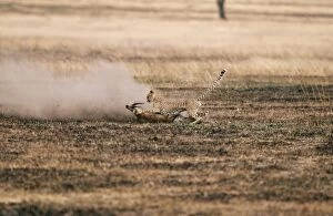 Cheetahs Gallery: CHEETAH - chasing Thomsons gazelle prey