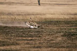Antelopes Prints: Cheetah Chasing Thomson's Gazelle prey. 2 in series of 4