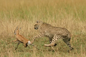 Maasai Mara Collection: Cheetah - Chasing Thomson's Gazelle Transmara, Maasai Mara, Kenya, Africa