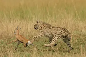 Catching Prints: Cheetah - Chasing Thomson's Gazelle Transmara, Maasai Mara, Kenya, Africa