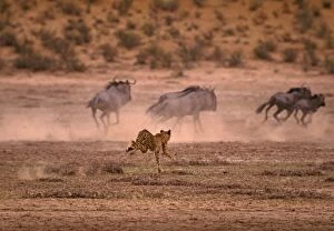 CHEETAH - chasing wildebeest / Gnu