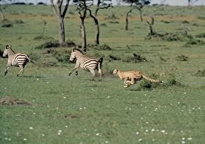 Images Dated 23rd January 2007: Cheetah - chasing two zebra