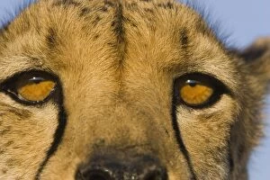 Cheetah - close-up of eyes