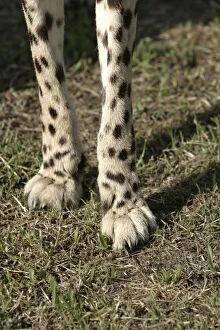 Cheetah - close-up of feet