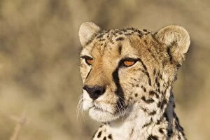 Cheetah - close-up of a female