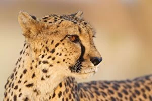 Cheetah - close-up of a female in the last light