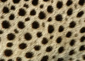 Patterns Prints: Cheetah - close-up of fur / coat, showing spot pattern Cape Province. South Africa. Africa