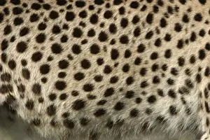 Coat Prints: Cheetah - close-up of fur / coat, showing spots Cape Province. South Africa. Africa