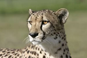 Cheetah - close-up of head