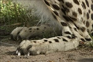 Cheetah - close-up of leg and foot showing claws
