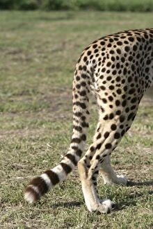 Images Dated 28th October 2003: Cheetah - close-up of tail