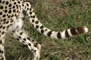 Cheetah - close-up of tail