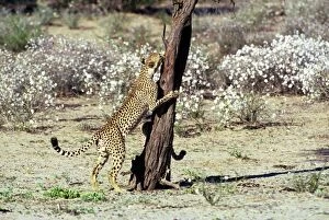 Cheetah - Coalition of two male cheetahs, one clawing tree trunk observation post