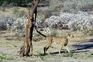 Cheetah - Coalition of two male cheetahs scent marking and clawing tree trunk observation post
