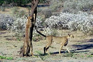 Cheetah - Coalition of two male cheetahs scent marking and clawing tree trunk observation post. Kgalagadi Transfrontier Park, Northen Cape, South Africa