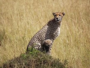 Images Dated 8th August 2012: Cheetah - with cub
