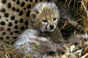 <b class=qtipBold><figcaption>Cheetah - cub</figcaption></b><br>LA-1719 Cheetah - cub Acinonyx jubatus Jean Michel Labat Please note that prints are for personal display purposes only and may not be reproduced in any way.<br><em>© J. M. Labat / ardea.com</em> Cheetah - cub
