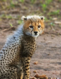 Cheetah Cub (Acinonyx Jubatus) as seen in