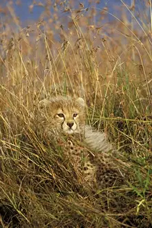 Cheetah - cub in grass. Maasai mara - Kenya