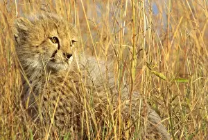 Cheetah - cub half-hidden in tall dry grass - Masai Mara National Reserve - Kenya JFL07136