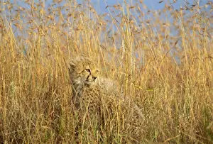 Cheetah - cub half-hidden in tall dry grass - Masai Mara National Reserve - Kenya JFL07136