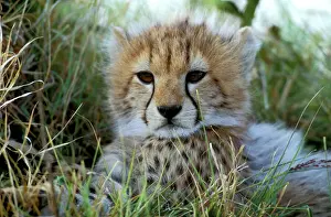 Cheetah - cub. Maasai Mara - Kenya