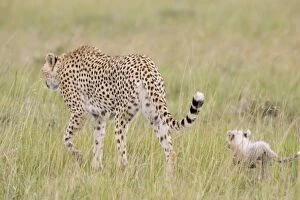 Images Dated 2nd March 2005: Cheetah - with cub - Maasai Mara Reserve - Kenya