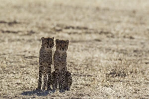 Acinonyx Jubatus Gallery: Cheetah - two cubs - Kalahari Desert, Kgalagadi