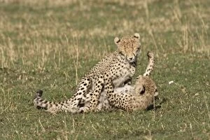 Cheetah - two cubs playing