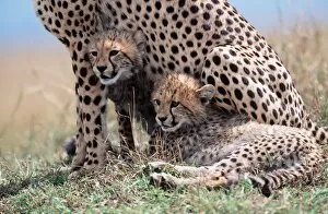 Mothers Collection: CHEETAH & two cubs sheltering with mother