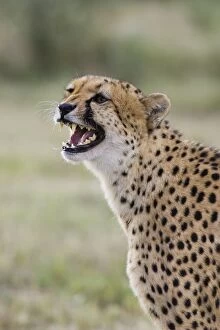 Images Dated 20th April 2007: Cheetah - defensive behaviour-hissing