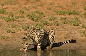 Images Dated 1st December 2008: Cheetah - drinking Kalahari Gemsbok Park, South Africa