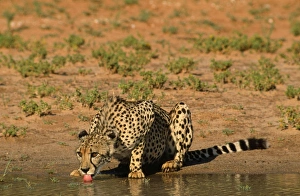 Images Dated 1st December 2008: Cheetah - drinking Kalahari Gemsbok Park, South Africa