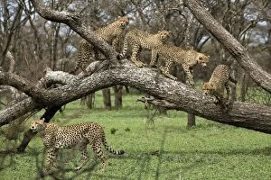 Cheetah family in trees - Mother Cheetah starts to hunt and her four big calfs follow her