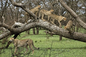 Cheetah family in trees - Mother Cheetah starts to hunt and her four big calfs follow her Cheetah family in trees - Mother Cheetah starts to hunt and her four big calfs follow her