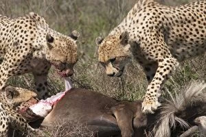 Images Dated 22nd December 2010: Cheetah - feeding on Common Wildebeest (Connochaetes)