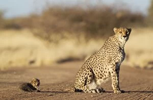 Cheetah - female with its 39 days old male cub